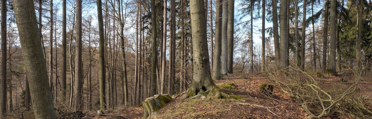 Remains of the fortifications on the Schwedenschanze near Hofheim in the district of Haßberge