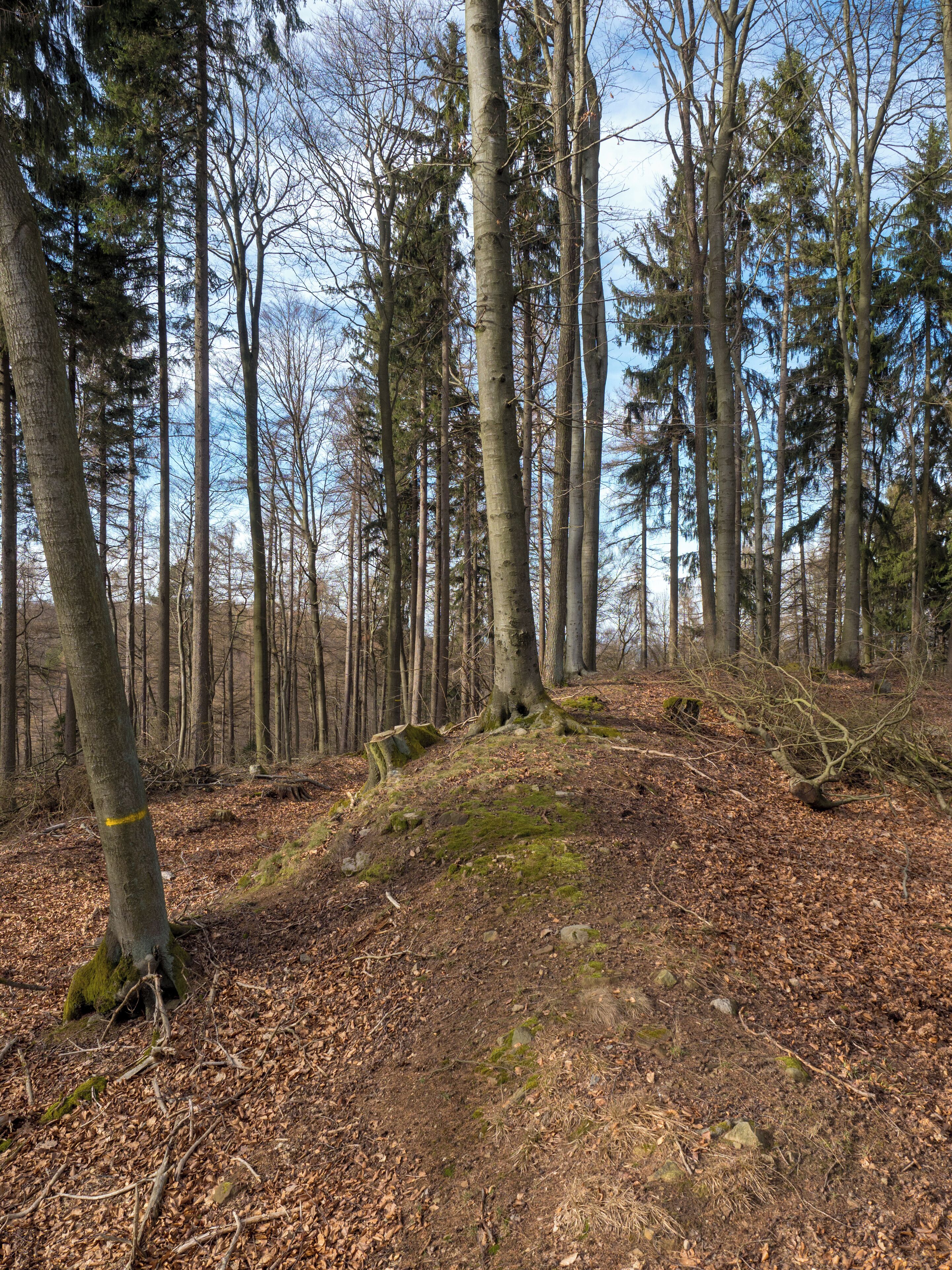 A forest with tall trees and a ground covered in dry leaves.