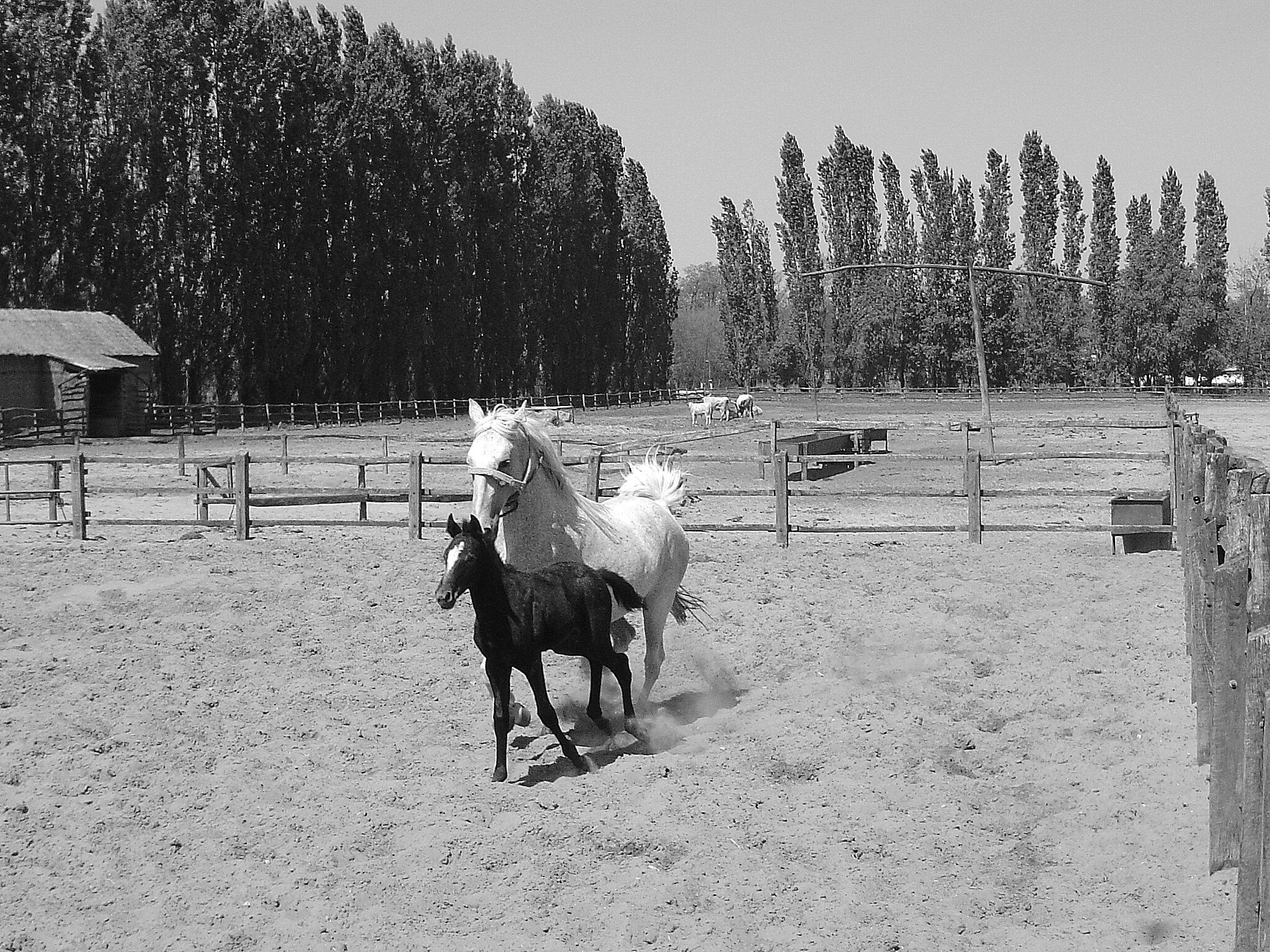 Lajosmizse-pusta in Hungary
#black&white #horse