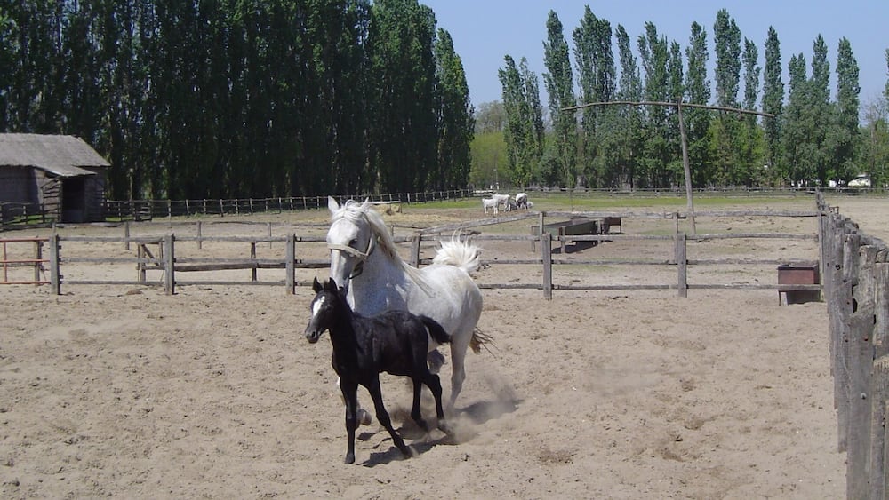 It's nice to watch the horses as they run through the desert.
#SpringFun