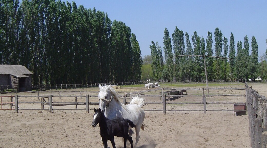 It's nice to watch the horses as they run through the desert.
#SpringFun