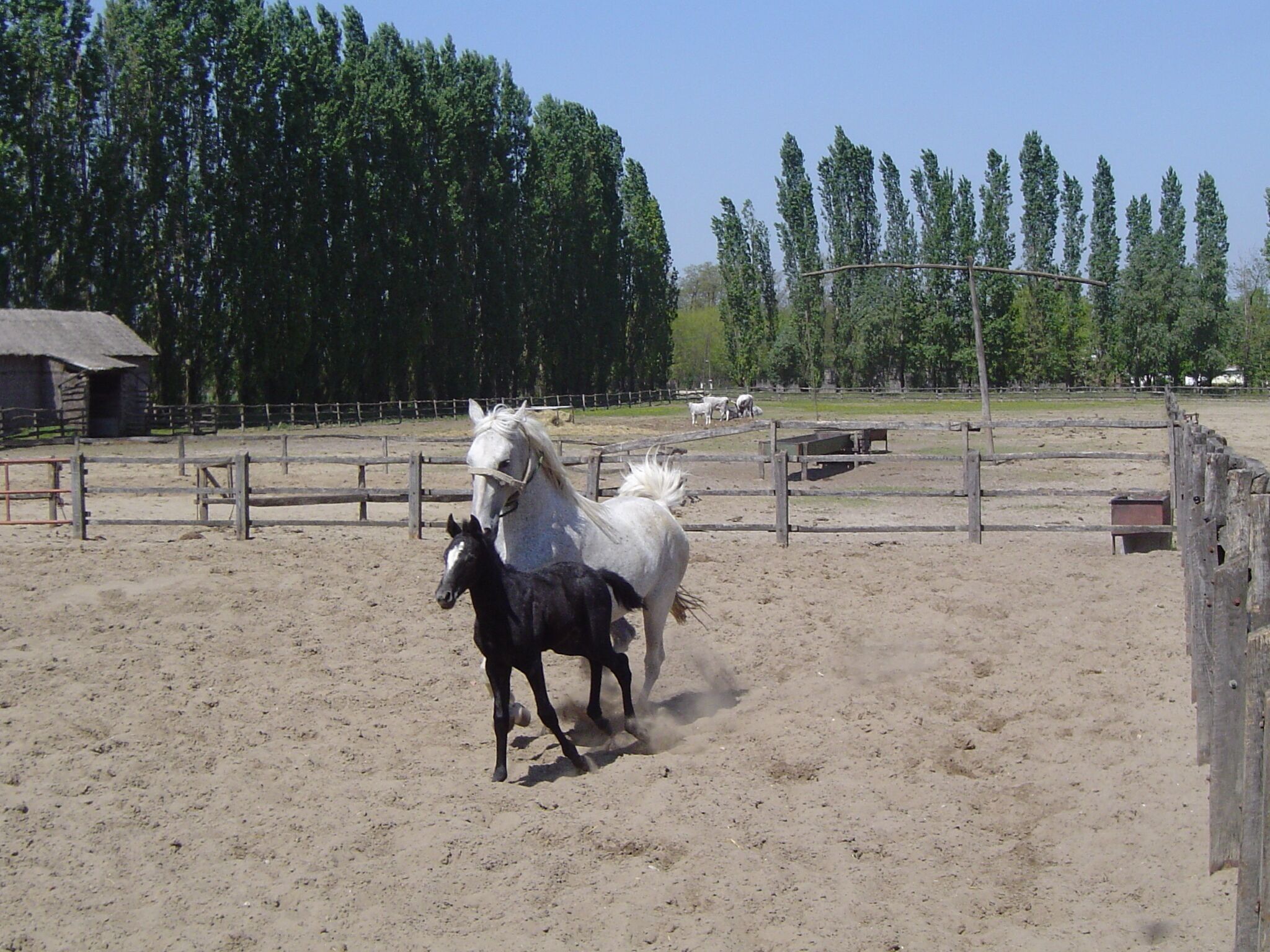 A horse riding arena with a dirt ground, surrounded by a wooden fence and trees in the background.