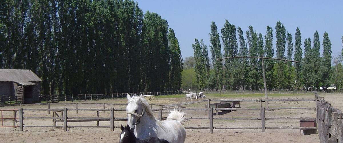 A horse riding arena with a dirt ground, surrounded by a wooden fence and trees in the background.