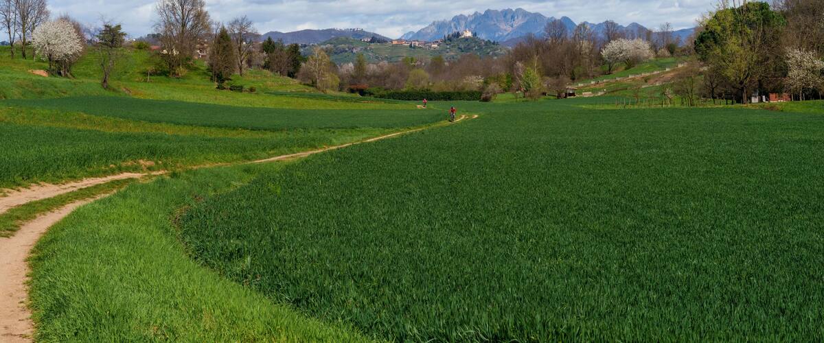 A lush green field with a dirt path, trees, and mountains in the background.