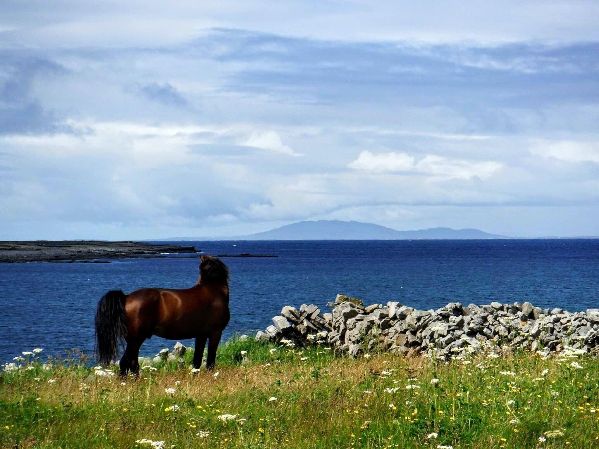 A horse standing on a grassy cliff by the sea with a rocky shoreline and mountains in the distance.