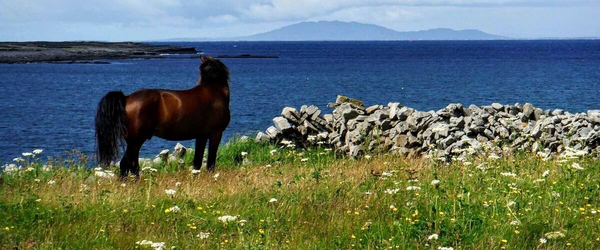 A horse standing on a grassy cliff by the sea with a rocky shoreline and mountains in the distance.