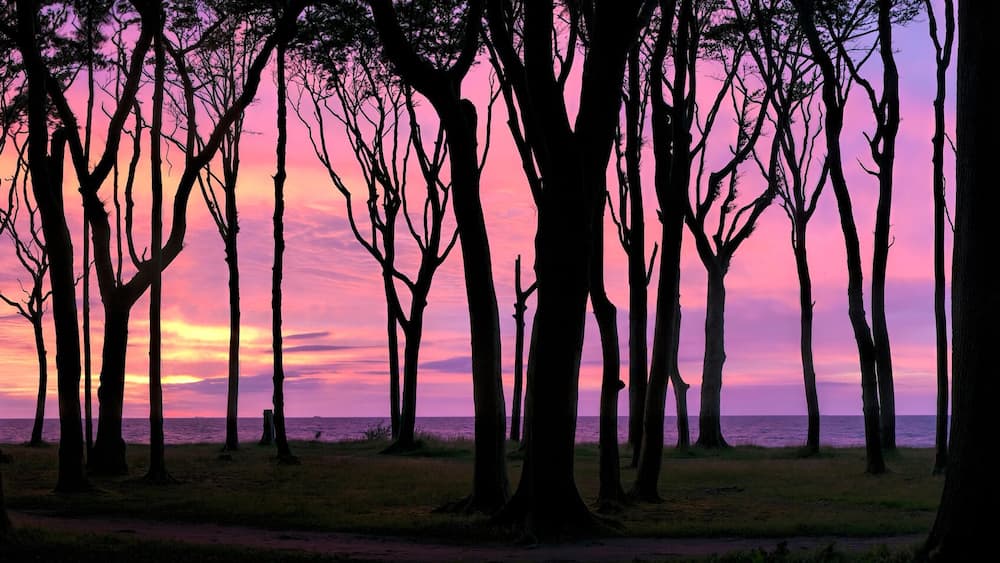 Une forêt aux arbres imposants, se détachant sur le ciel au coucher du soleil.