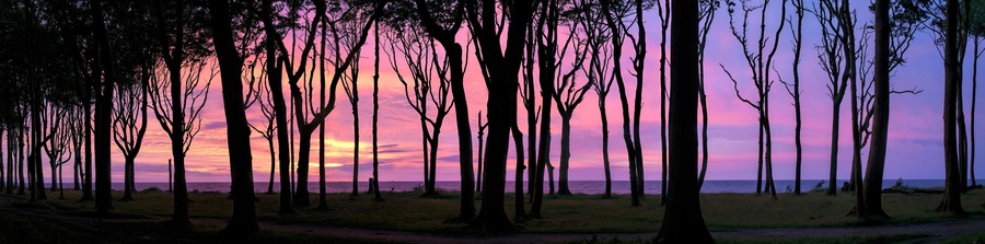 Een bos met hoge bomen, in silhouet tegen een zonsondergang.