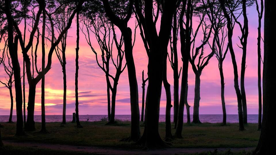 A forest with tall trees silhouetted against a sunset sky.