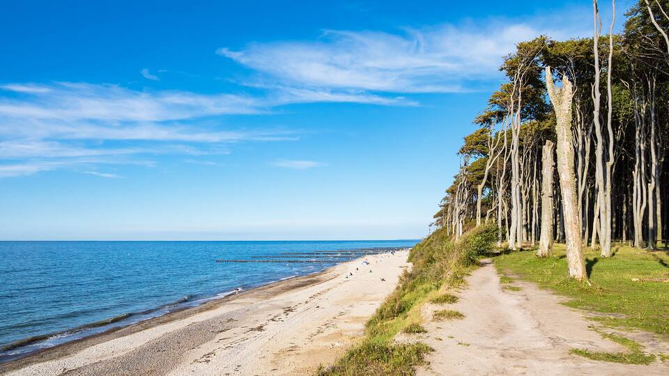 A beach with a dirt path, trees, and the ocean.