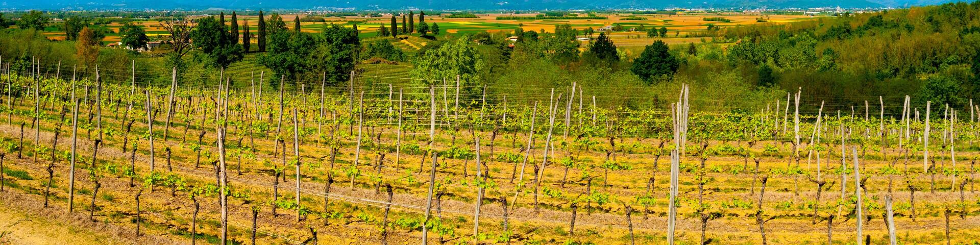 A vineyard with rows of grapevines, a mountainous backdrop, and a clear sky.