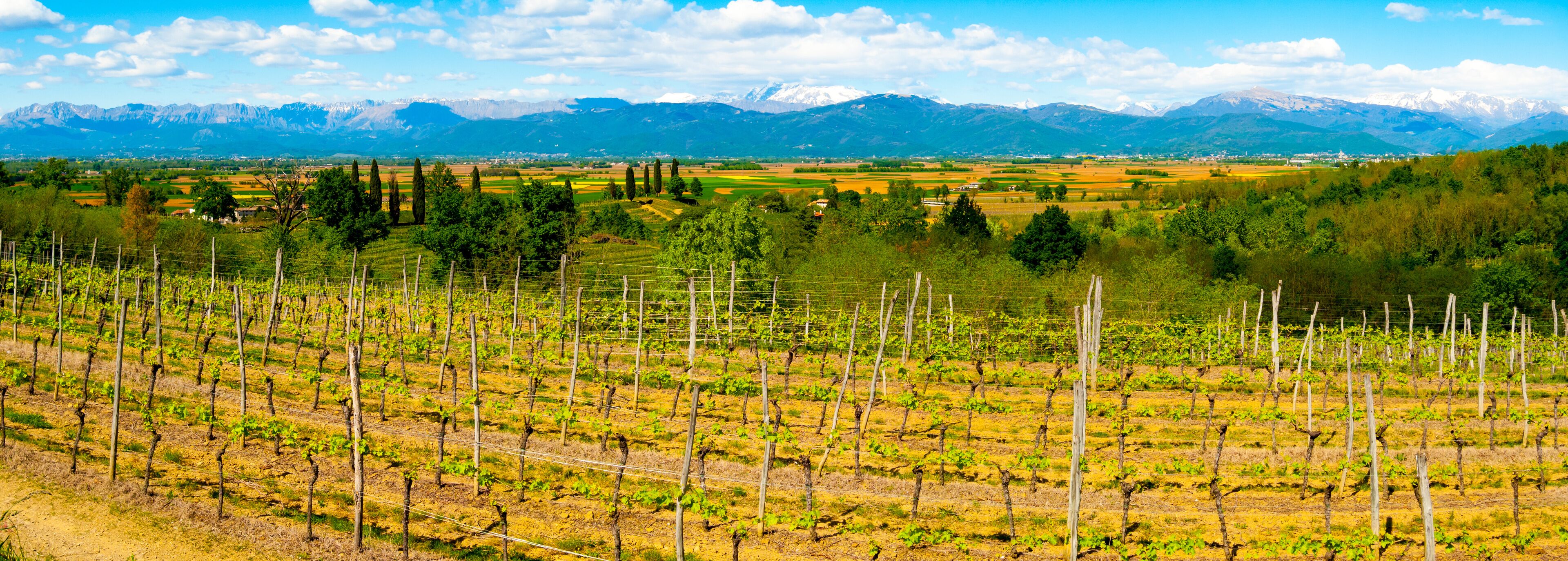 A vineyard with rows of grapevines, a mountainous backdrop, and a clear sky.
