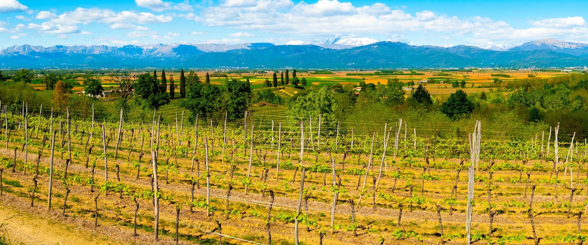 A vineyard with rows of grapevines, a mountainous backdrop, and a clear sky.
