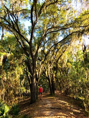 An easy 3 mi. + trail with beautiful oak trees near the marsh. Friendly advice, turn left at the 1st bridge. Taking a right leads you to a trail under the power lines.