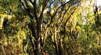 An easy 3 mi. + trail with beautiful oak trees near the marsh. Friendly advice, turn left at the 1st bridge. Taking a right leads you to a trail under the power lines.