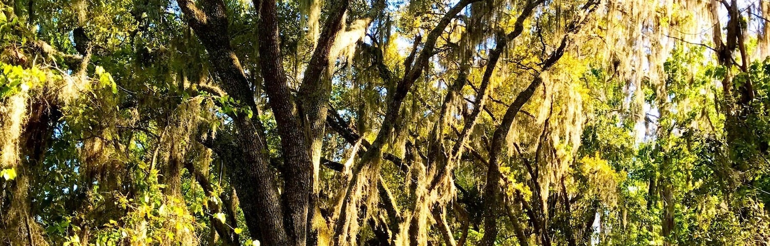 An easy 3 mi. + trail with beautiful oak trees near the marsh. Friendly advice, turn left at the 1st bridge. Taking a right leads you to a trail under the power lines.