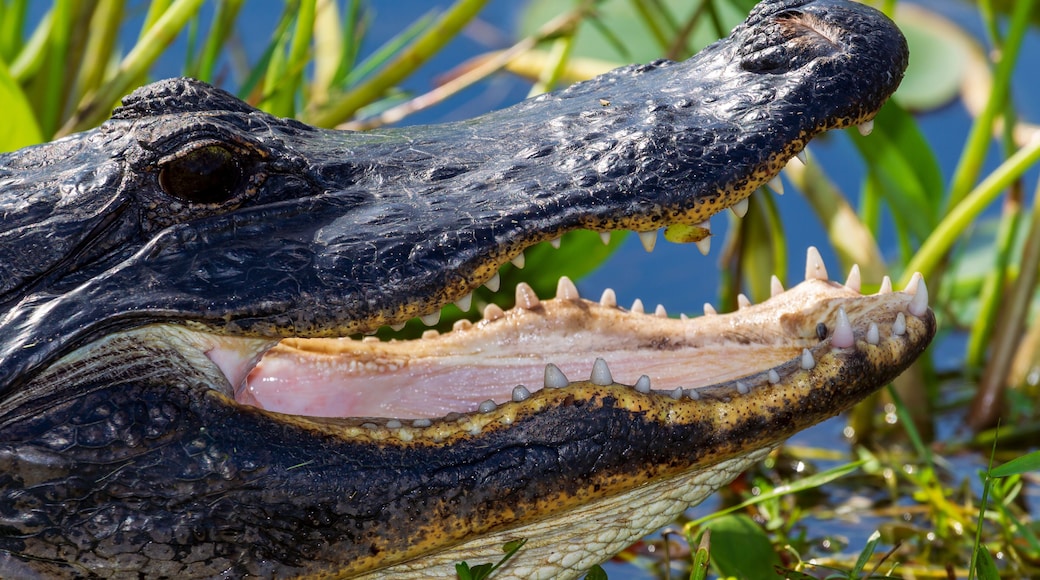 Photograph of an Alligator on land in the Everglades