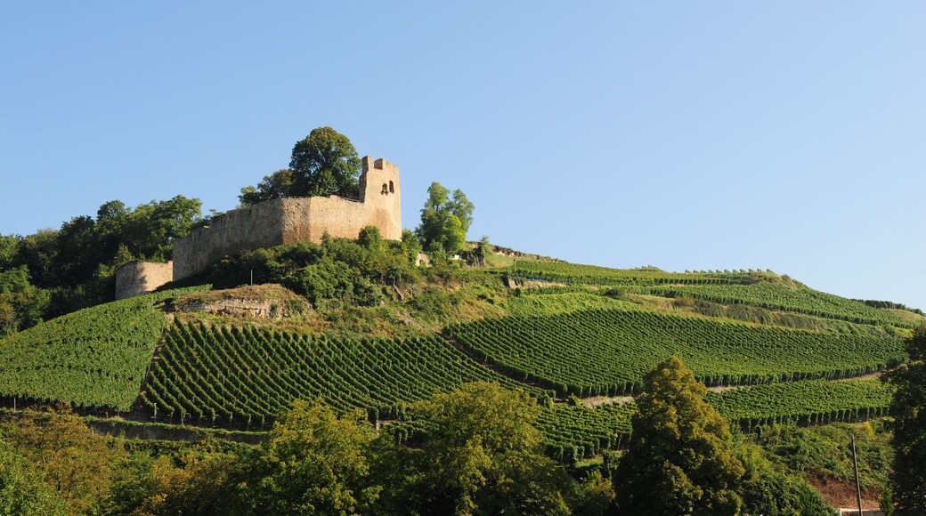 Weinreben um Burg Hecklingen