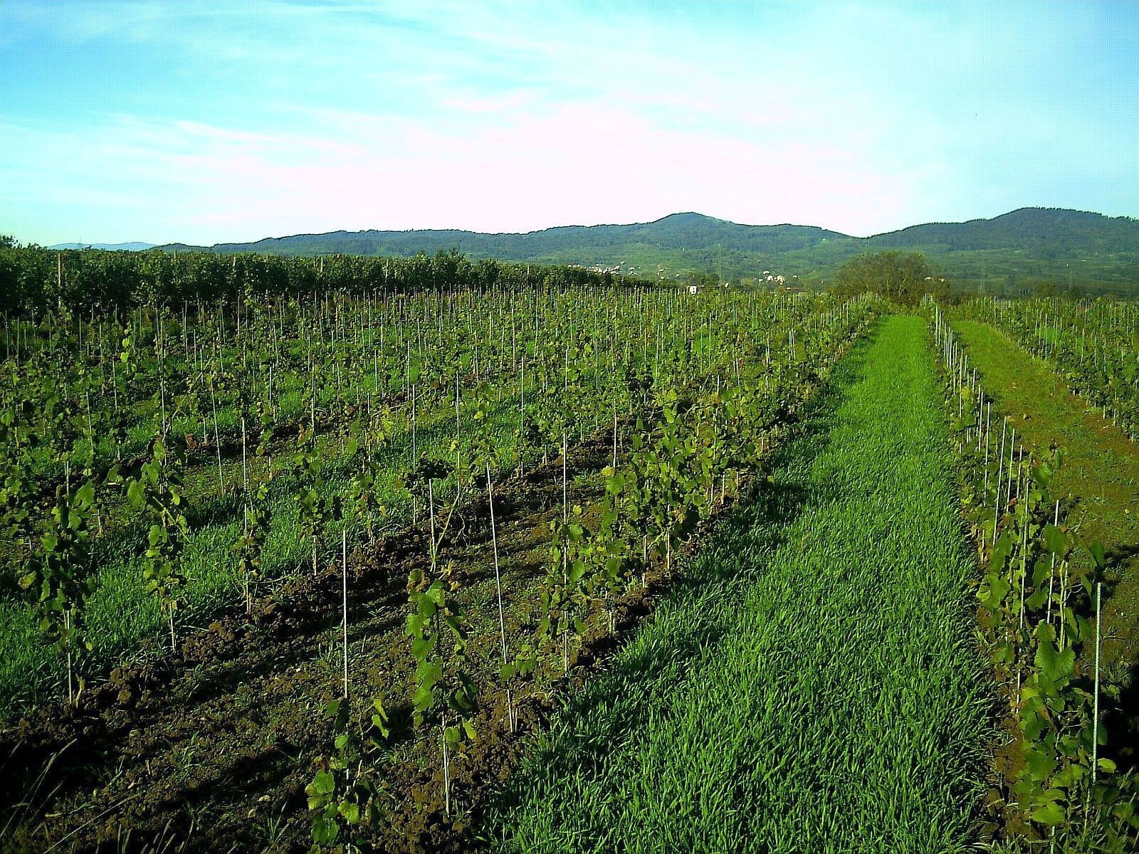 October Neuershausen