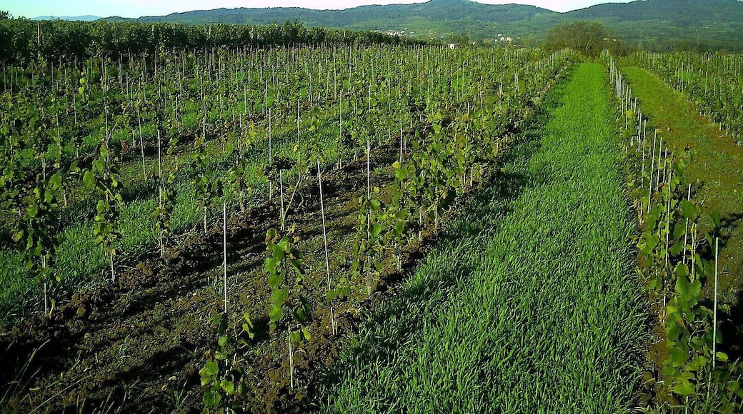 October Neuershausen