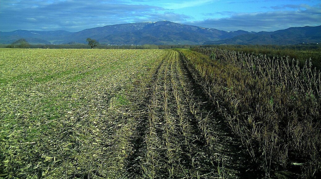December Sonnwende Magic Druid Light - Master Mythos Black Forest Photography 2013 Elsässer Belchen Declination 19,3 Grad - Mount Kandel 1300 mtr arrived Stonehange Declination Point