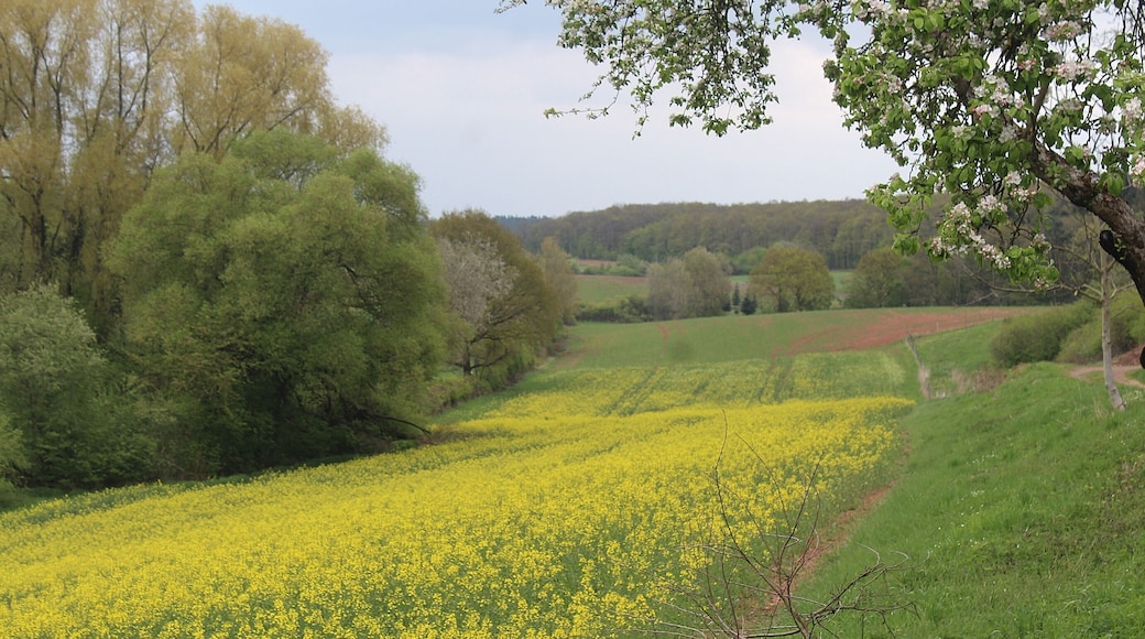 Rosenthal (Kerzenheim), southern of the Steinäckersiedlung