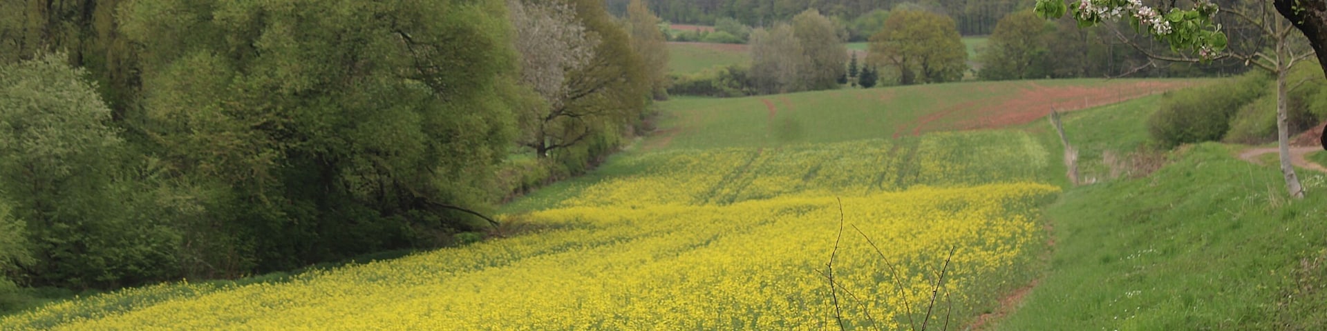 Rosenthal (Kerzenheim), southern of the Steinäckersiedlung