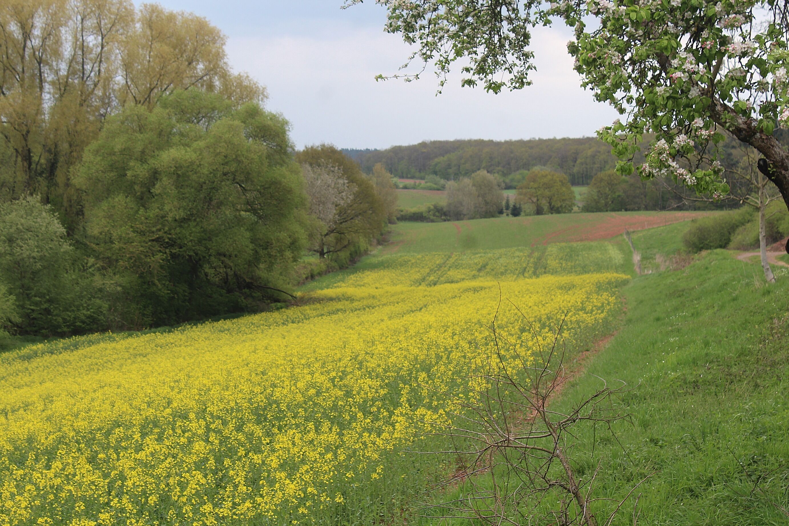 A field of yellow flowers, green trees, and a dirt path.