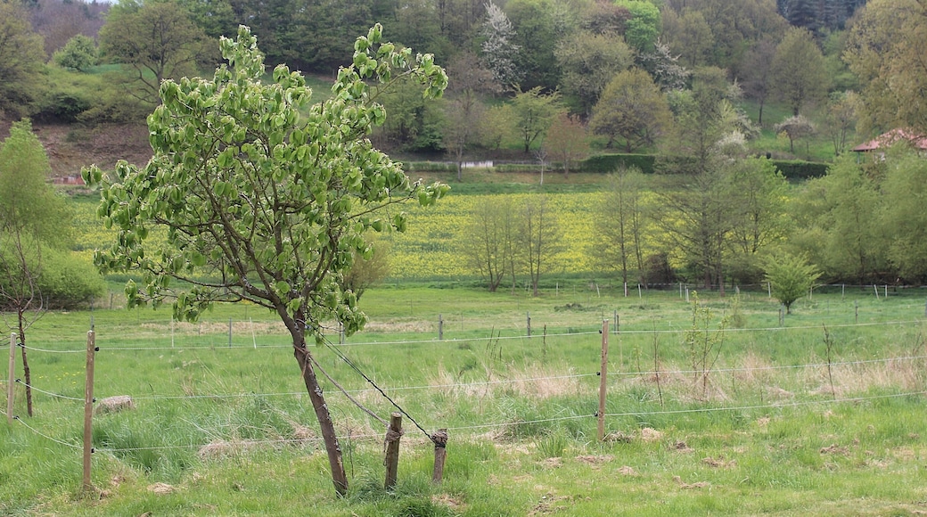 Rosenthal (Kerzenheim), landscape nearby the Steinäckersiedlung