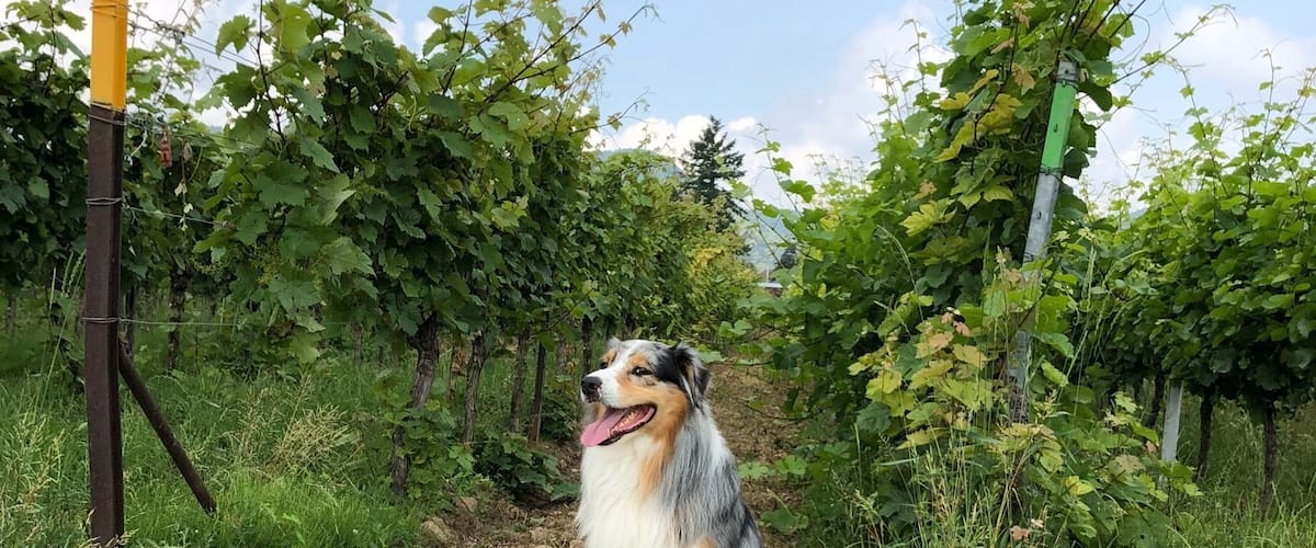 A dog in a grassy area with grapevines and a clear sky.