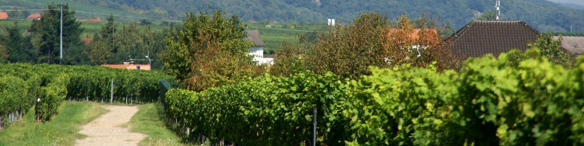 Hambacher Castle as seen from Rhodt unter Rietburg (Germany)