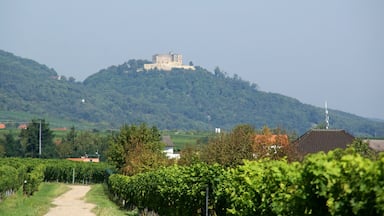 Un castillo en una colina, viñedos y un camino que lleva a un edificio blanco.