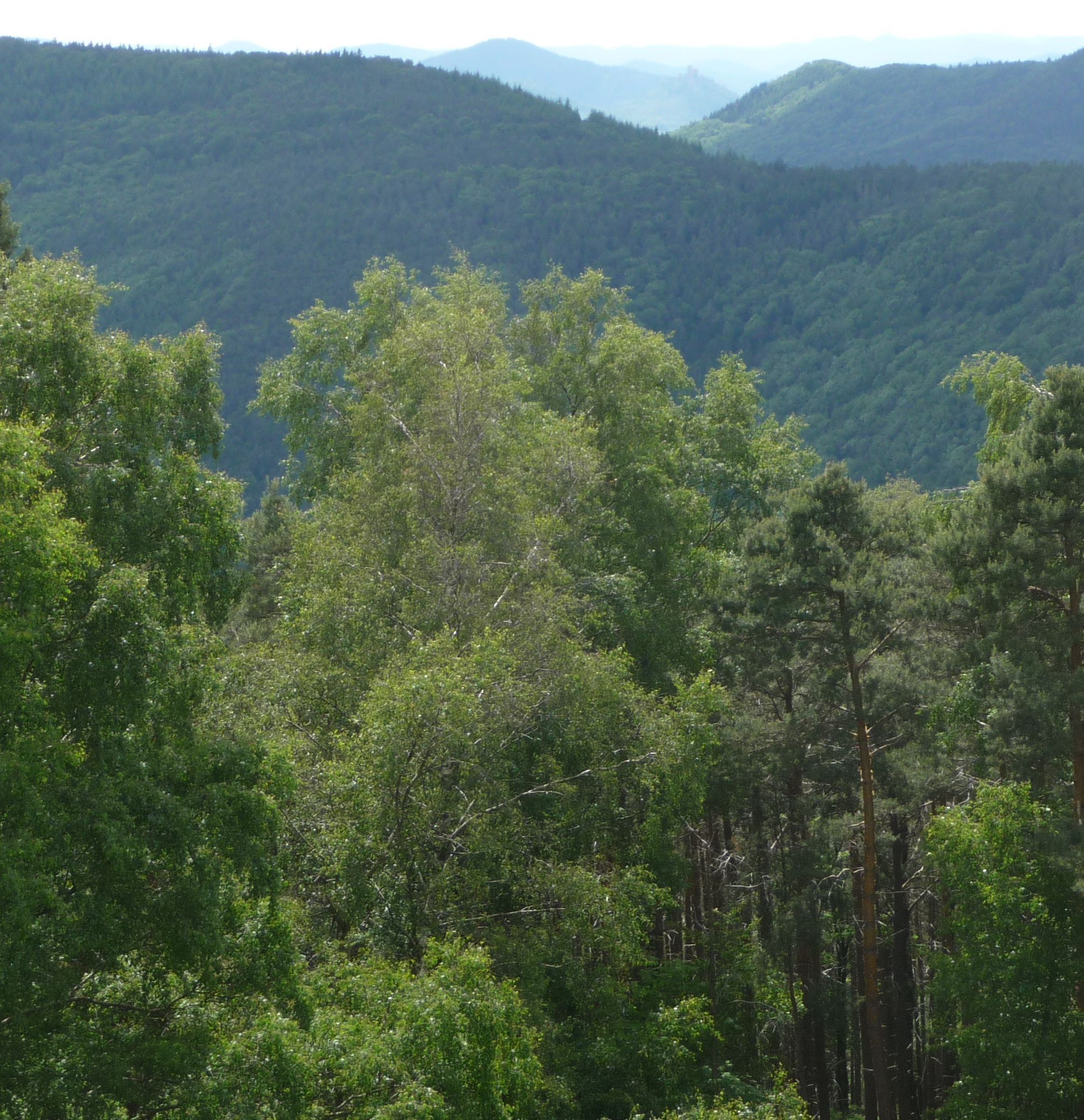 Blick vom Ludwigsturm