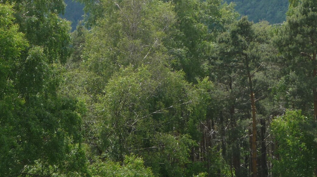 Blick vom Ludwigsturm