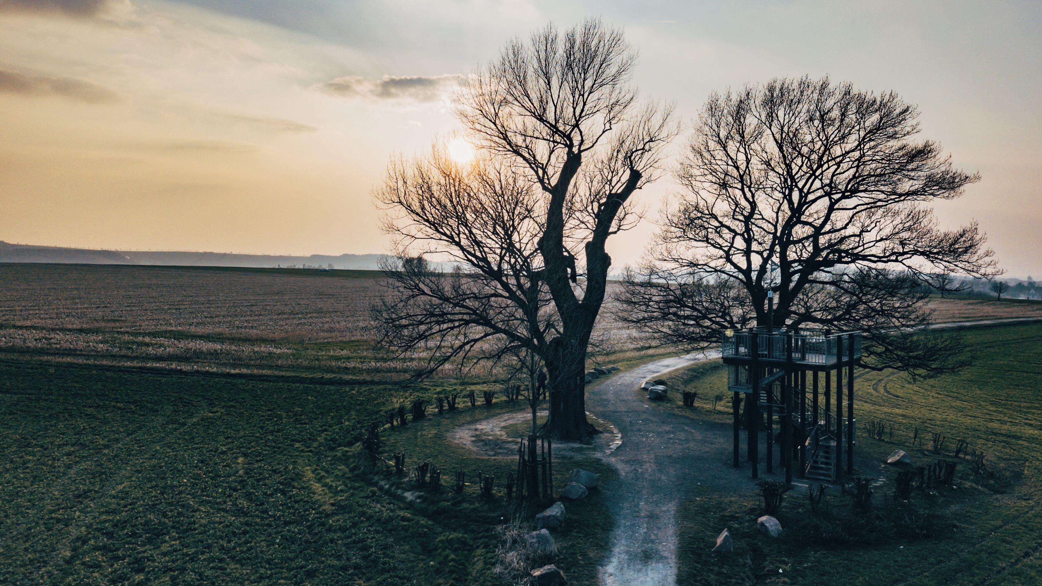 Die Babisnauer Pappel bei Dresden.