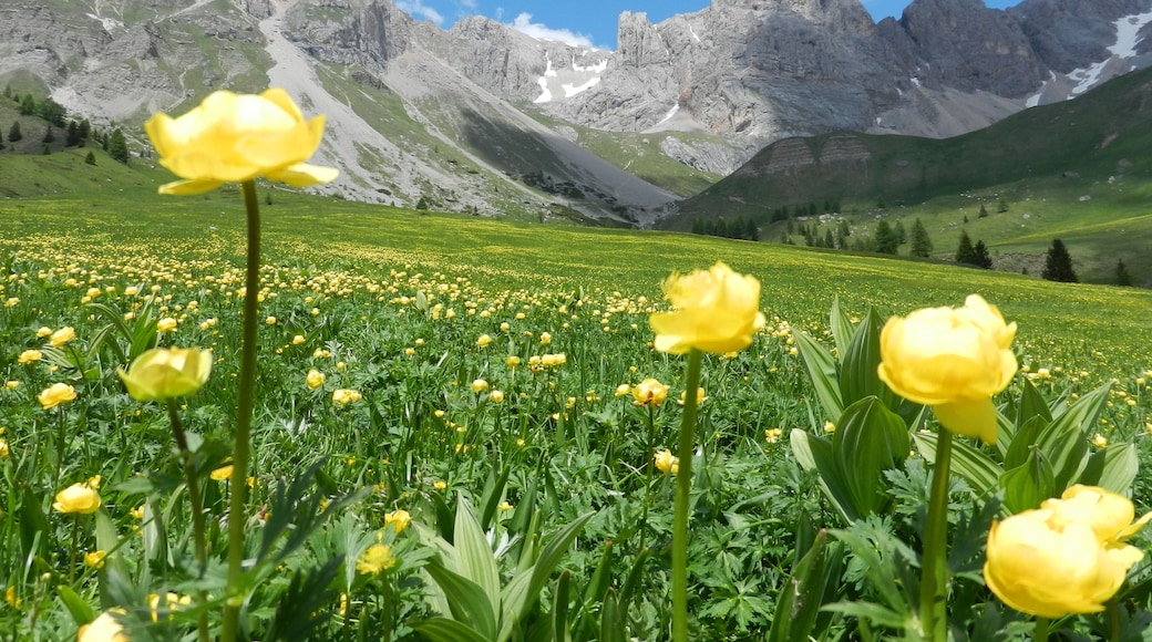 Trollius europaeus in mountains
