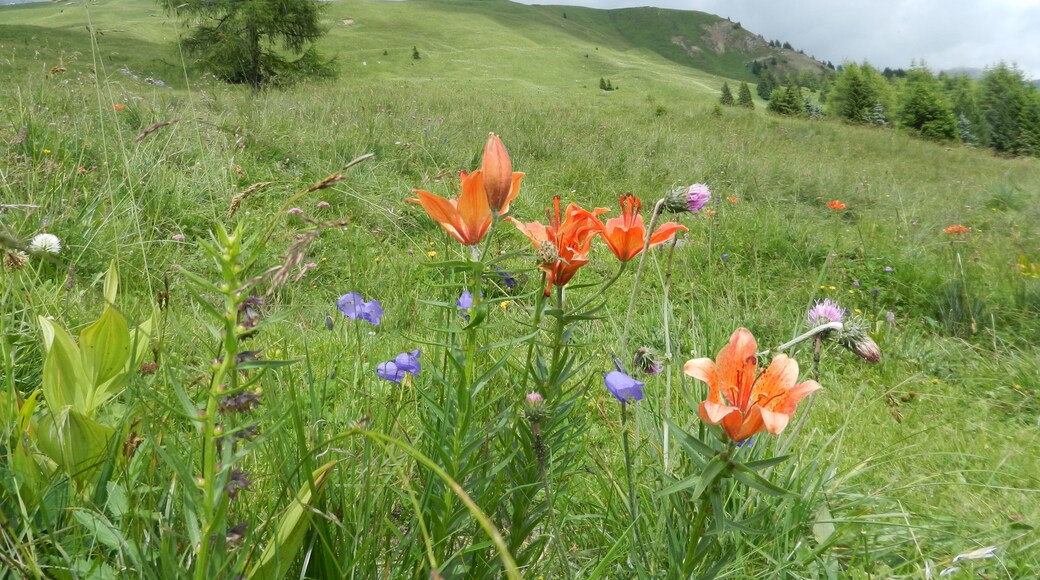 credo gigli montani per Heidi