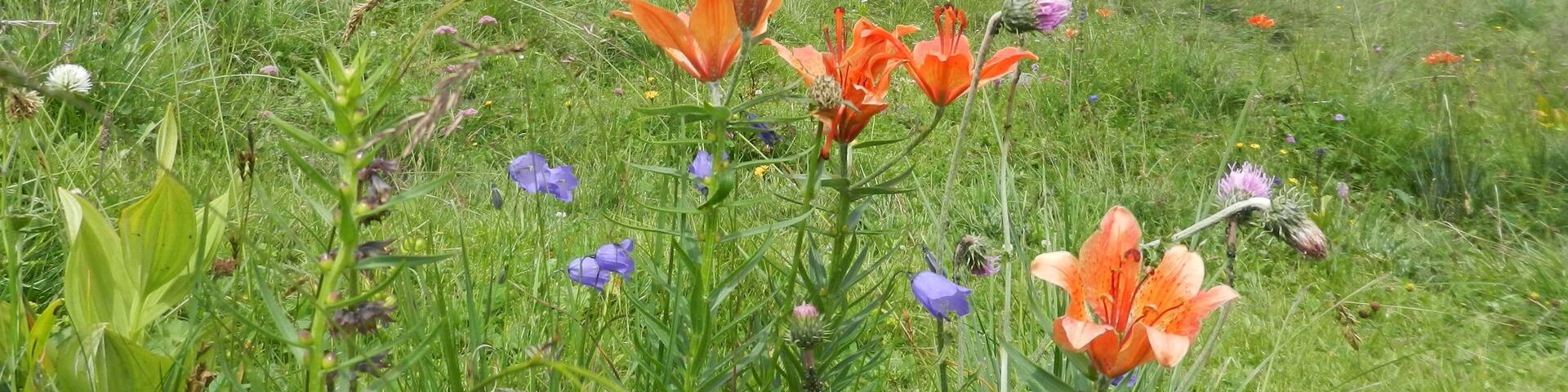 credo gigli montani per Heidi