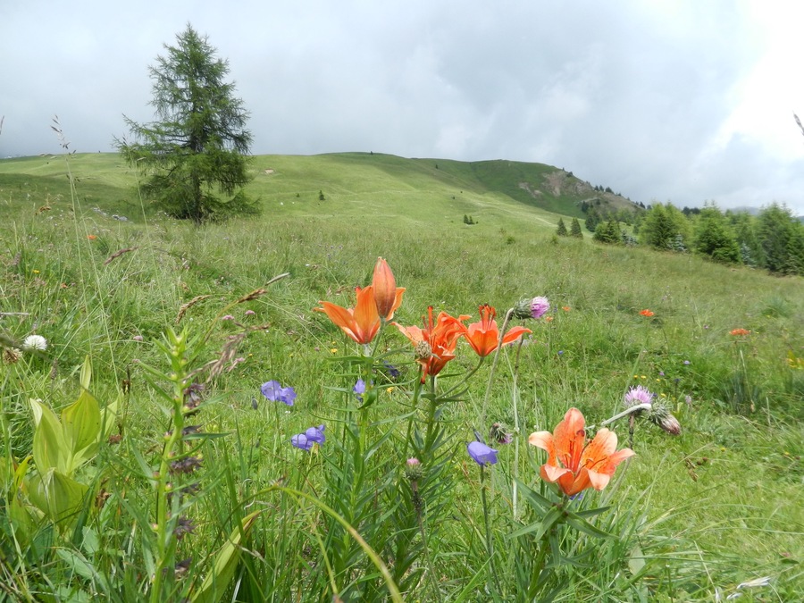 credo gigli montani per Heidi