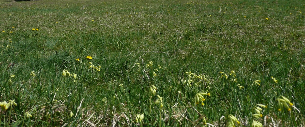 A grassy field with yellow flowers and scattered trees under a clear blue sky.