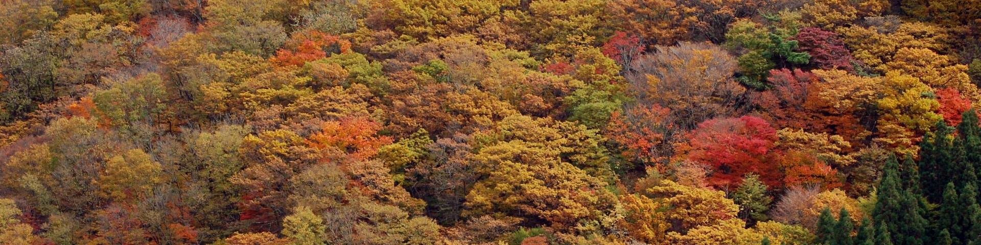 瀬の本高原の紅葉