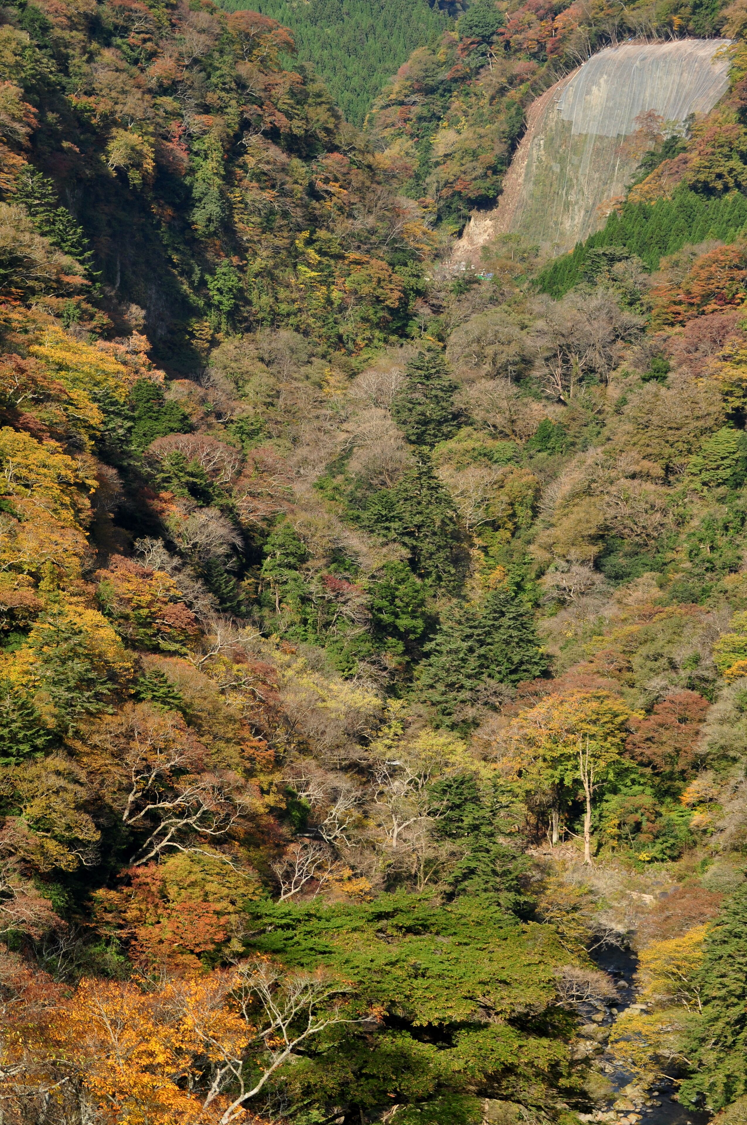 Uma floresta densa com folhagem outonal, um declive íngreme e um afloramento rochoso.