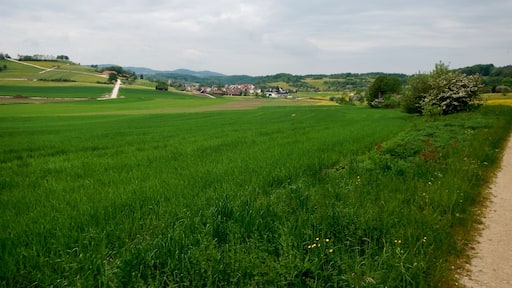 Herzstück des Biosphärengebiets der schwäbischen Alb: Der ehemalige Truppenübungsplatz Münsingen im sogenannten Münsinger Hardt: Blick Richtung Trailfingen