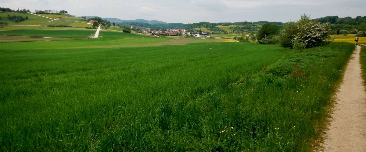 A green field with a dirt path and houses in the background.