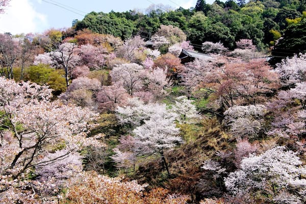 Mt.Yoshino
Regarded as best cherry blossom site in Japan