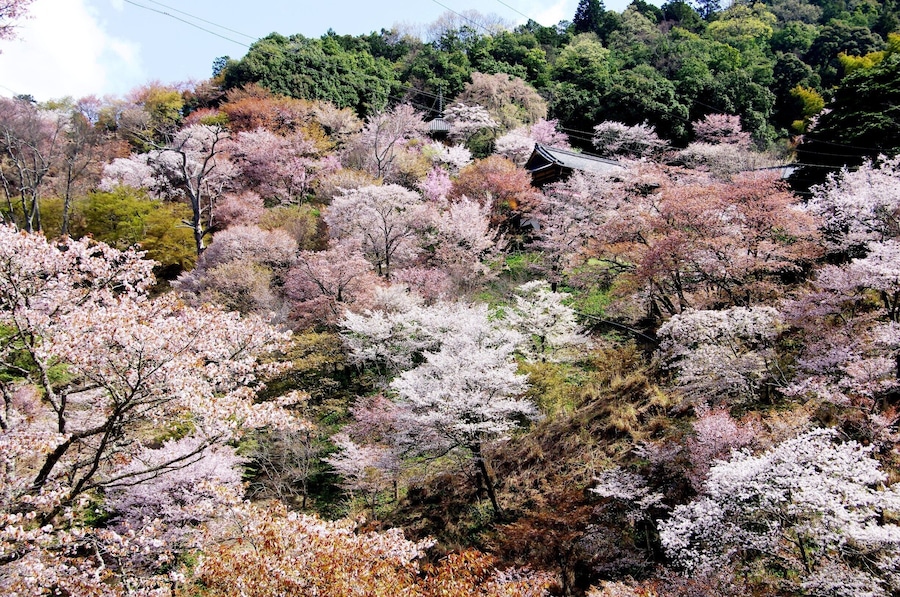 Mt.Yoshino
Regarded as best cherry blossom site in Japan