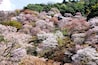Mt.Yoshino
Regarded as best cherry blossom site in Japan