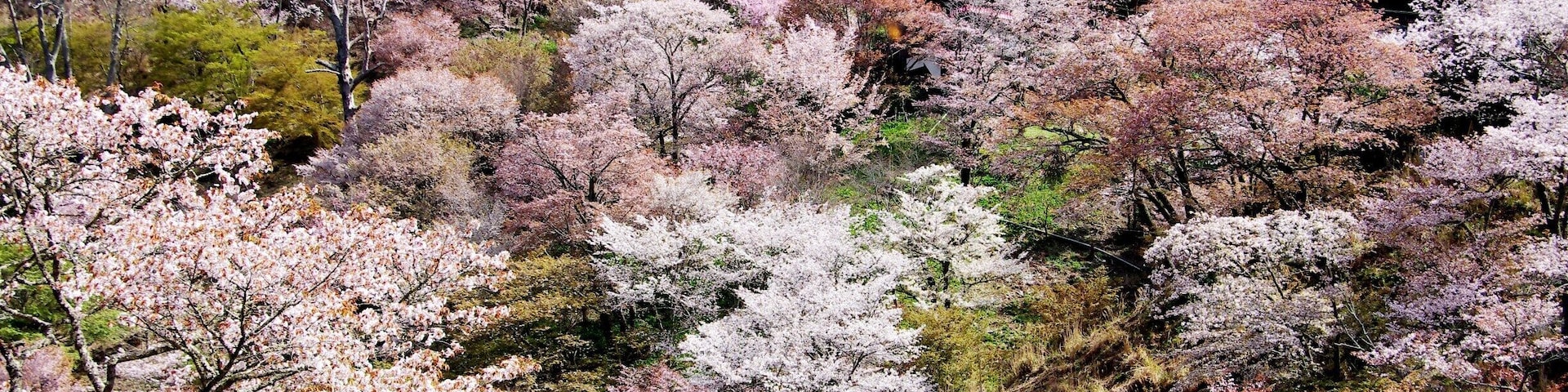 Mt.Yoshino
Regarded as best cherry blossom site in Japan