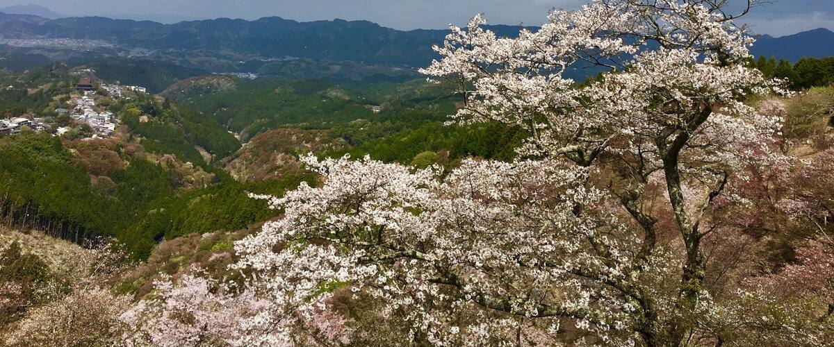 Spring brings hope and the ever beautiful cherry blossoms in Mt. Yoshino, Japan. #sakura, #japan, #cherry-blossoms, #spring