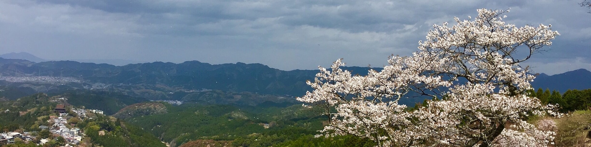 Spring brings hope and the ever beautiful cherry blossoms in Mt. Yoshino, Japan. #sakura, #japan, #cherry-blossoms, #spring